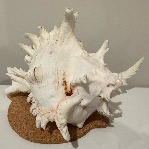 Vintage Large Shell from Okinawa Japan - Picture 3 of 11